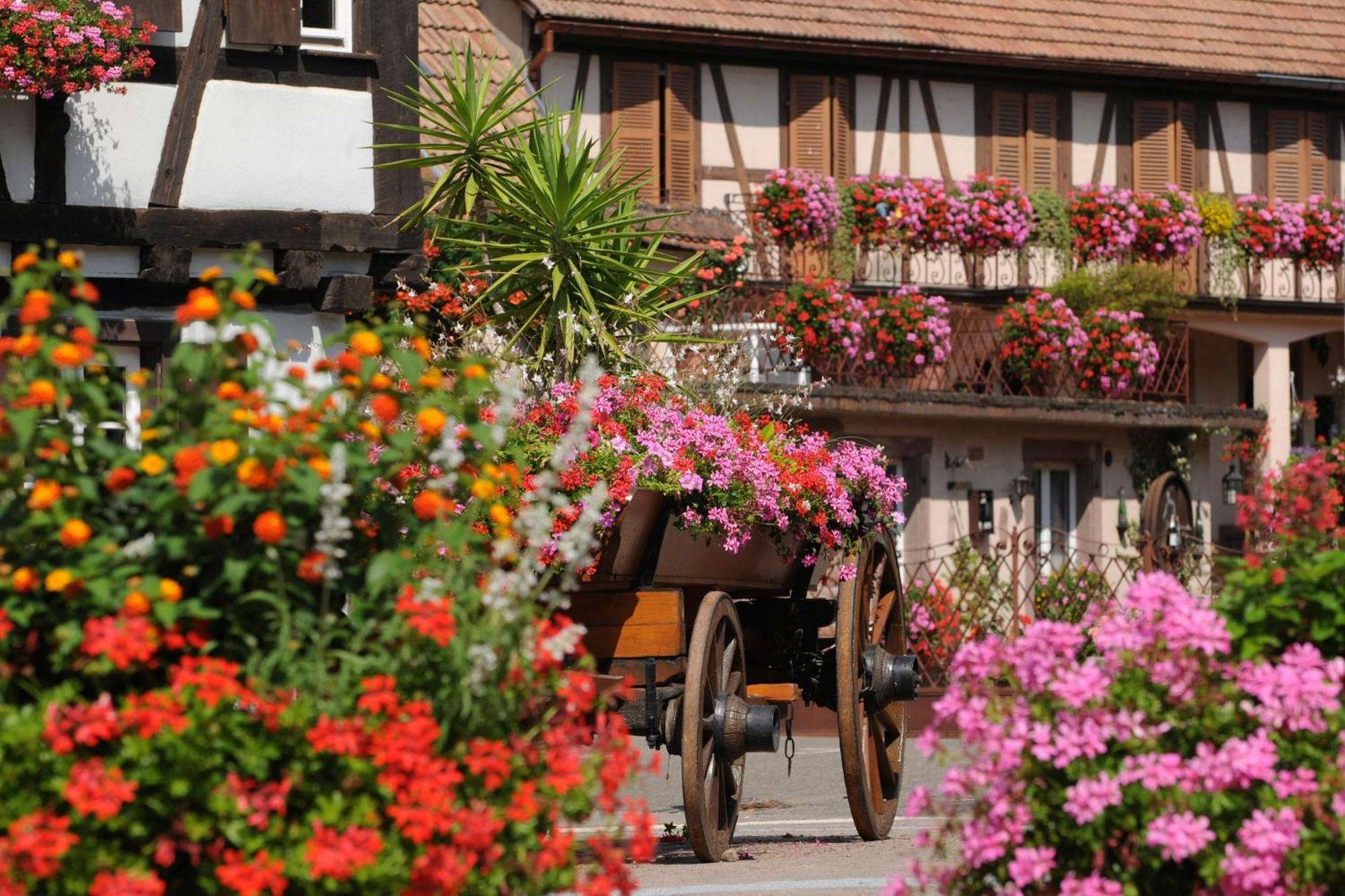 Gite See You Soon - Maisonnette Green Lodge Ribeauvillé Exteriör bild